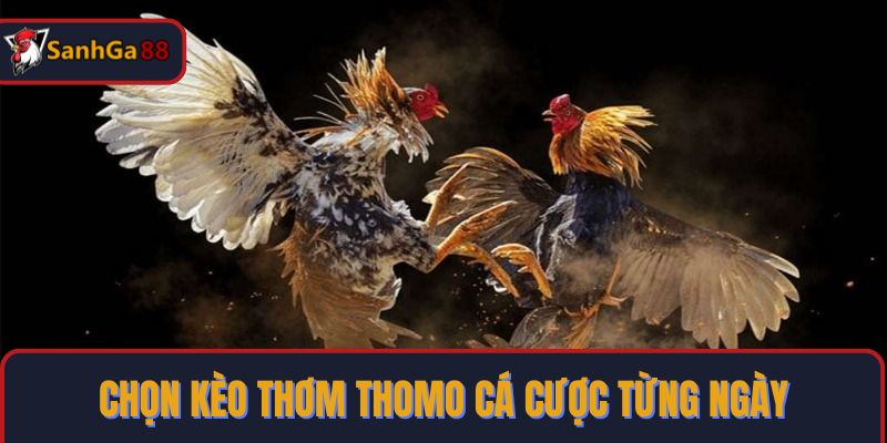 Chọn kèo thơm Thomo cá cược từng ngày